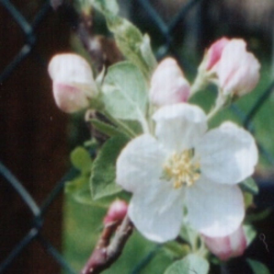 Malus Evereste Blüte