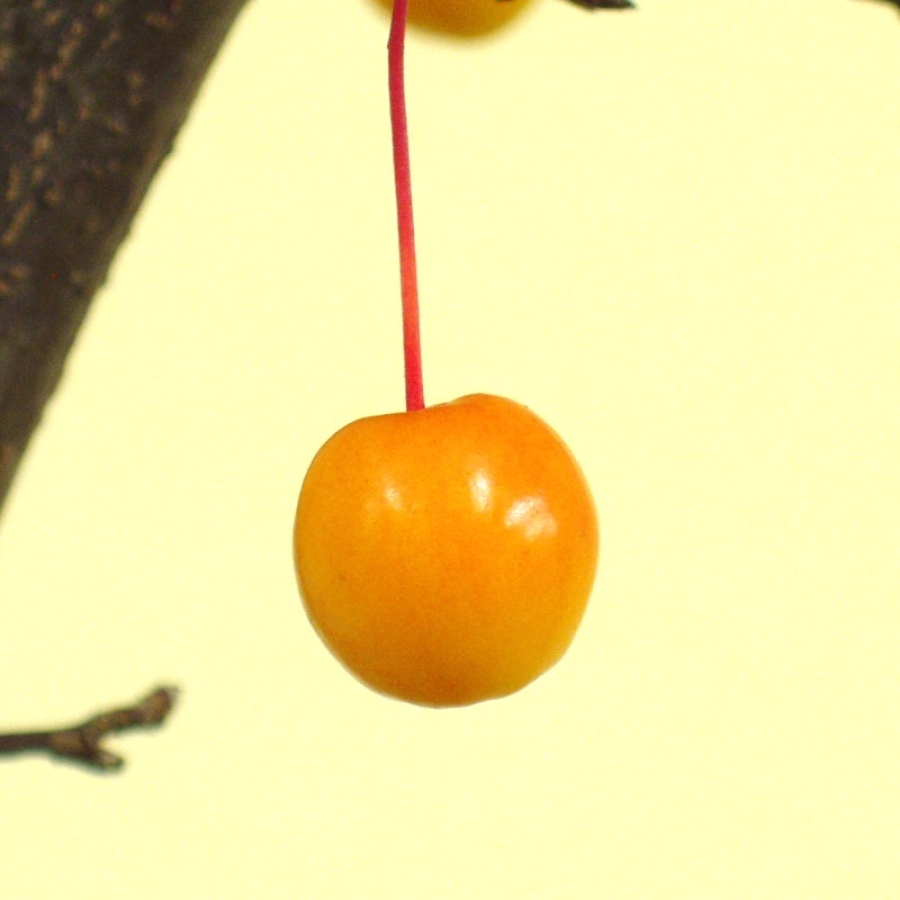 Zierapfel Frucht Bonsai