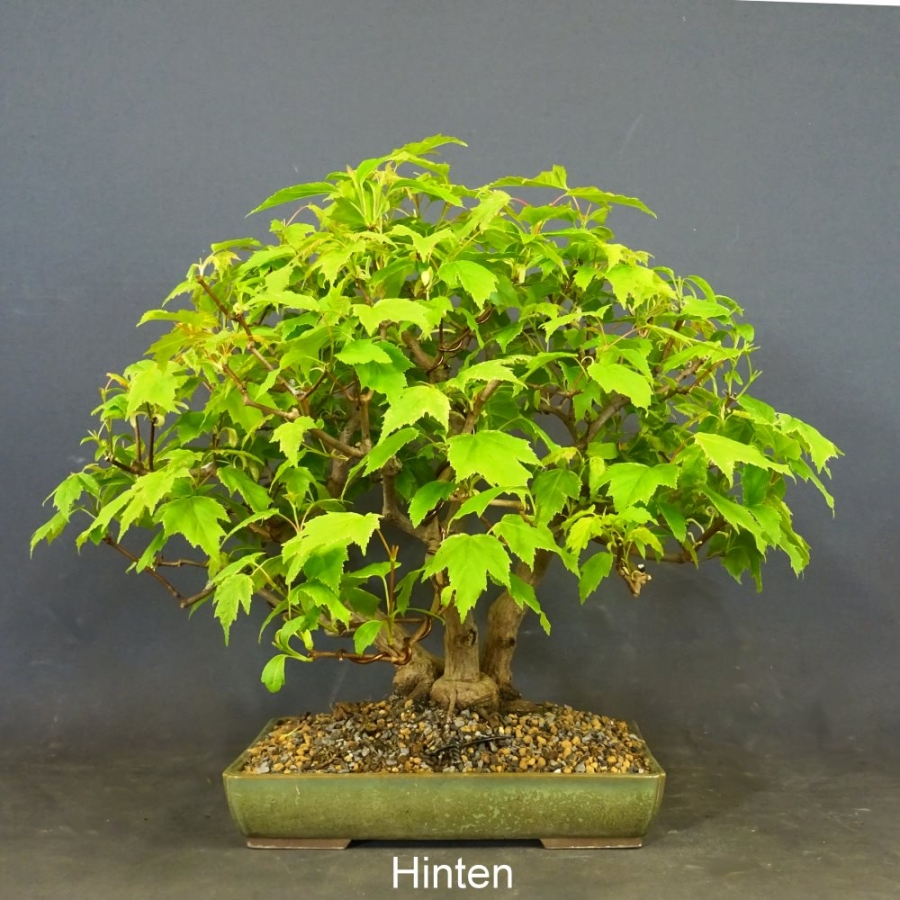 Acer ginnala hinten