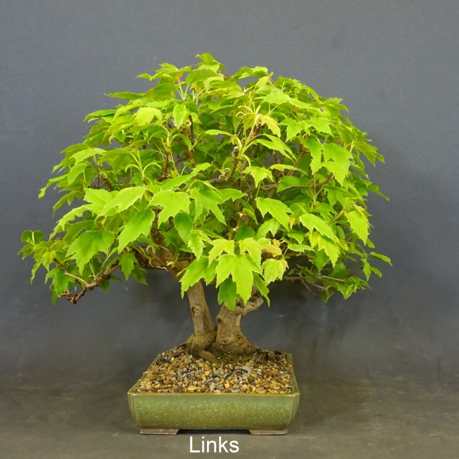 Acer ginnala links