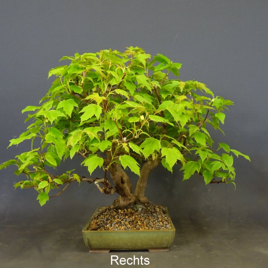 Acer ginnala rechts