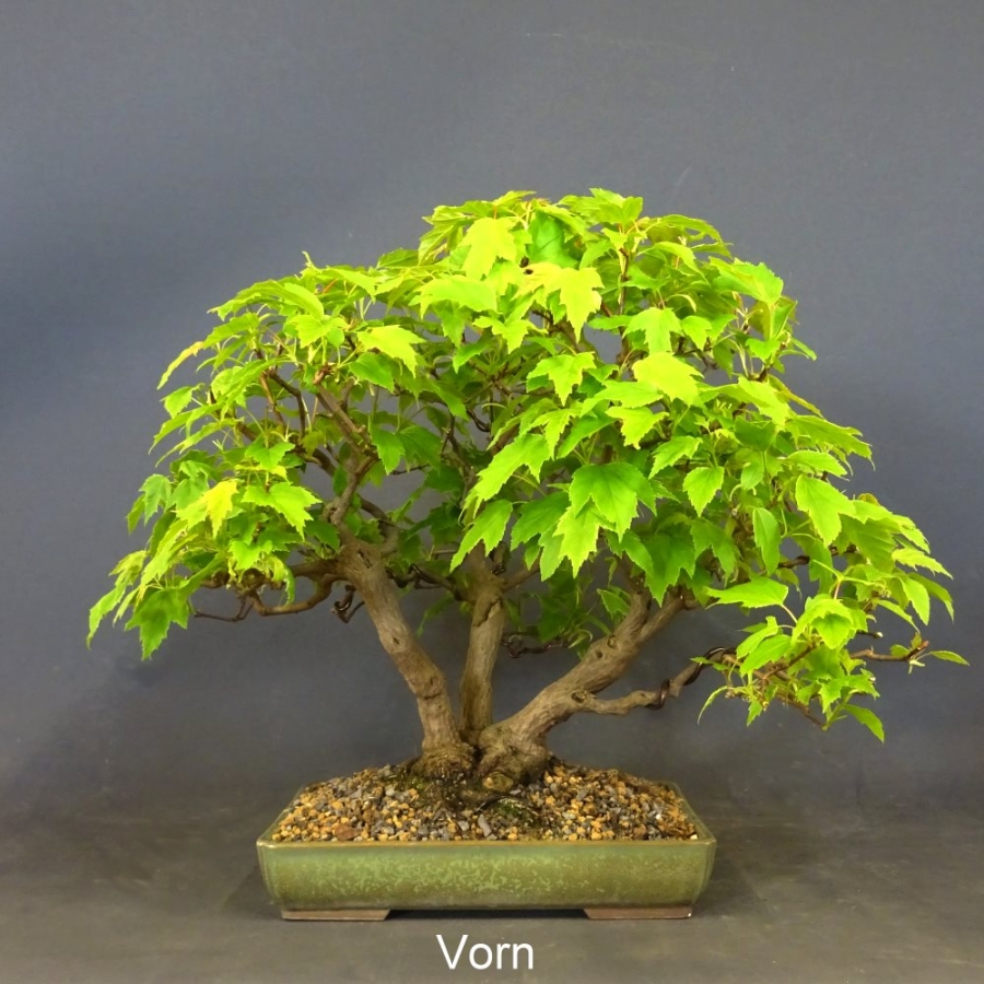 Acer ginnala vorn