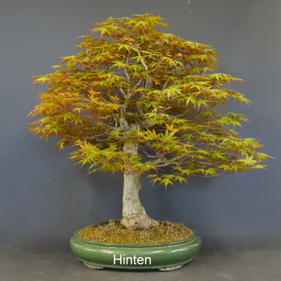 Jap. Fächerahorn Apa22 1900,-€