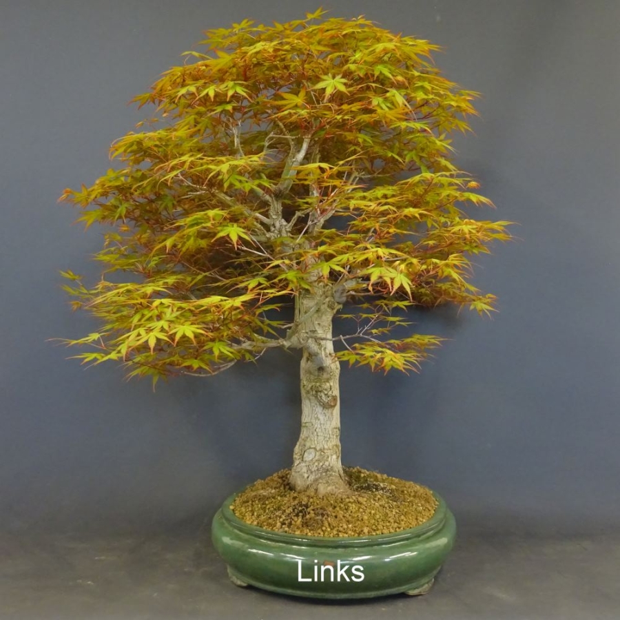 Bonsai, Faecherahorn