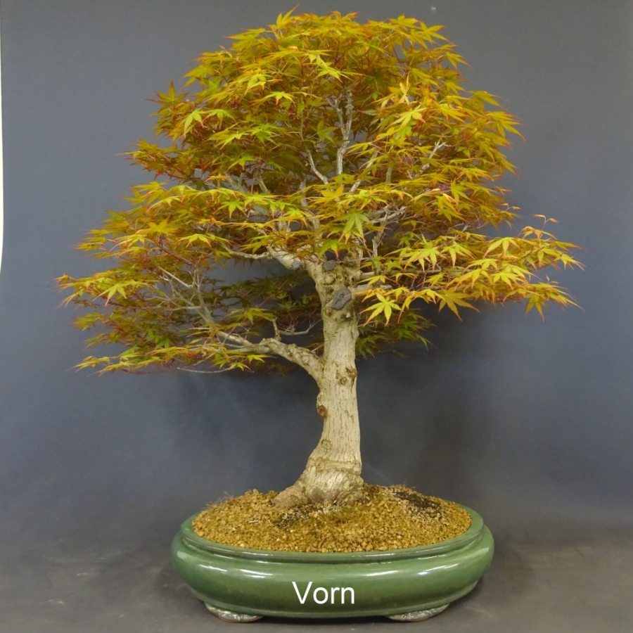 Bonsai, Faecherahorn
