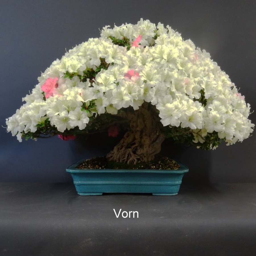 Satsuki, Azalee, Bonsai