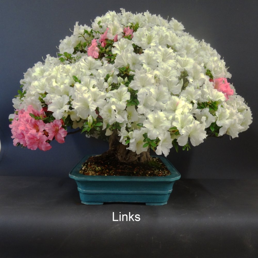 Satsuki, Azalee, Bonsai