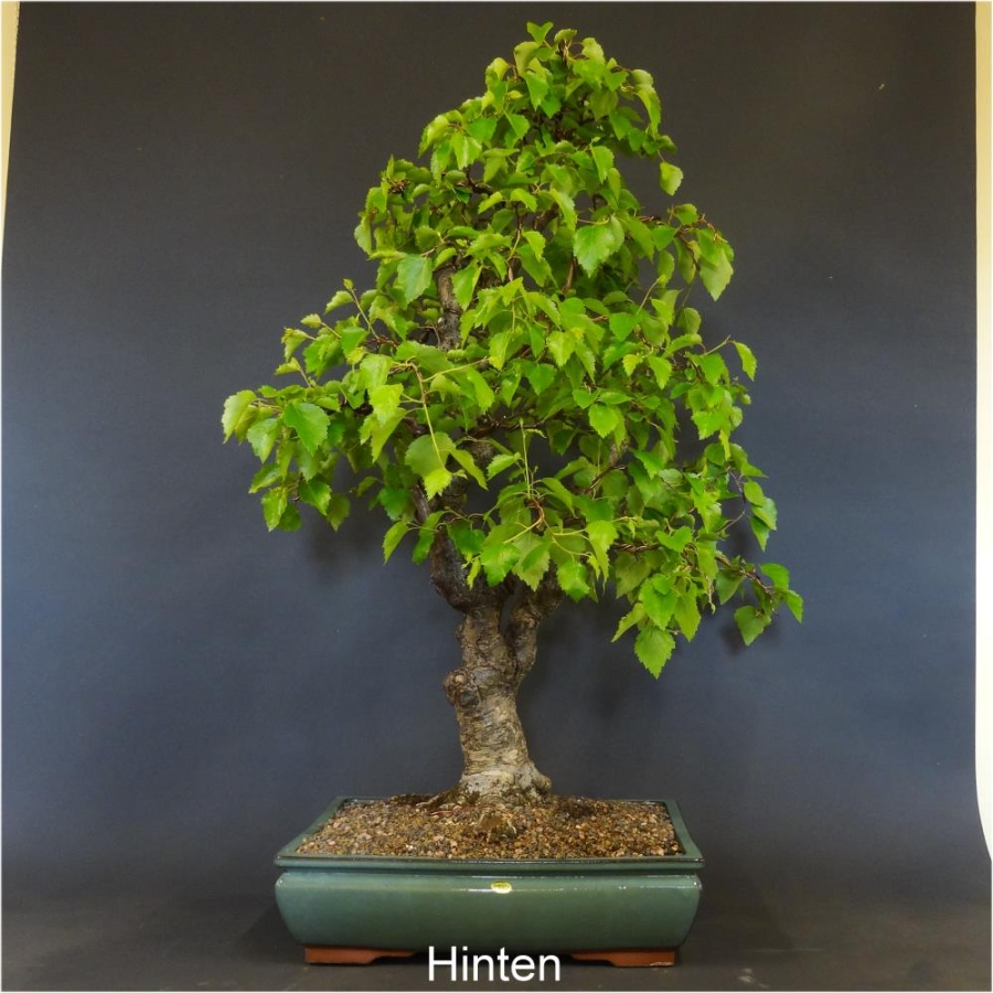 Bonsai, Linde