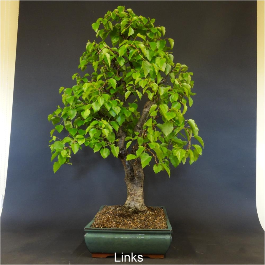 Bonsai, Linde