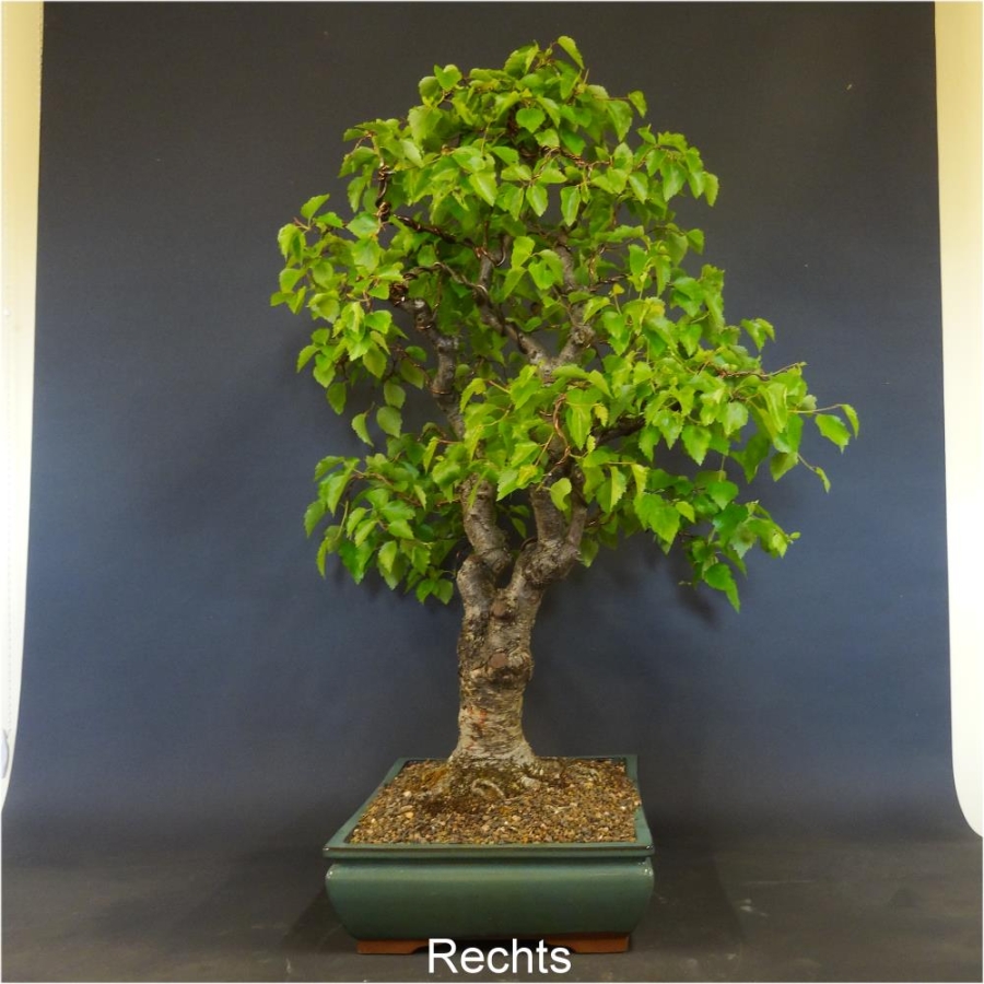 Bonsai, Linde