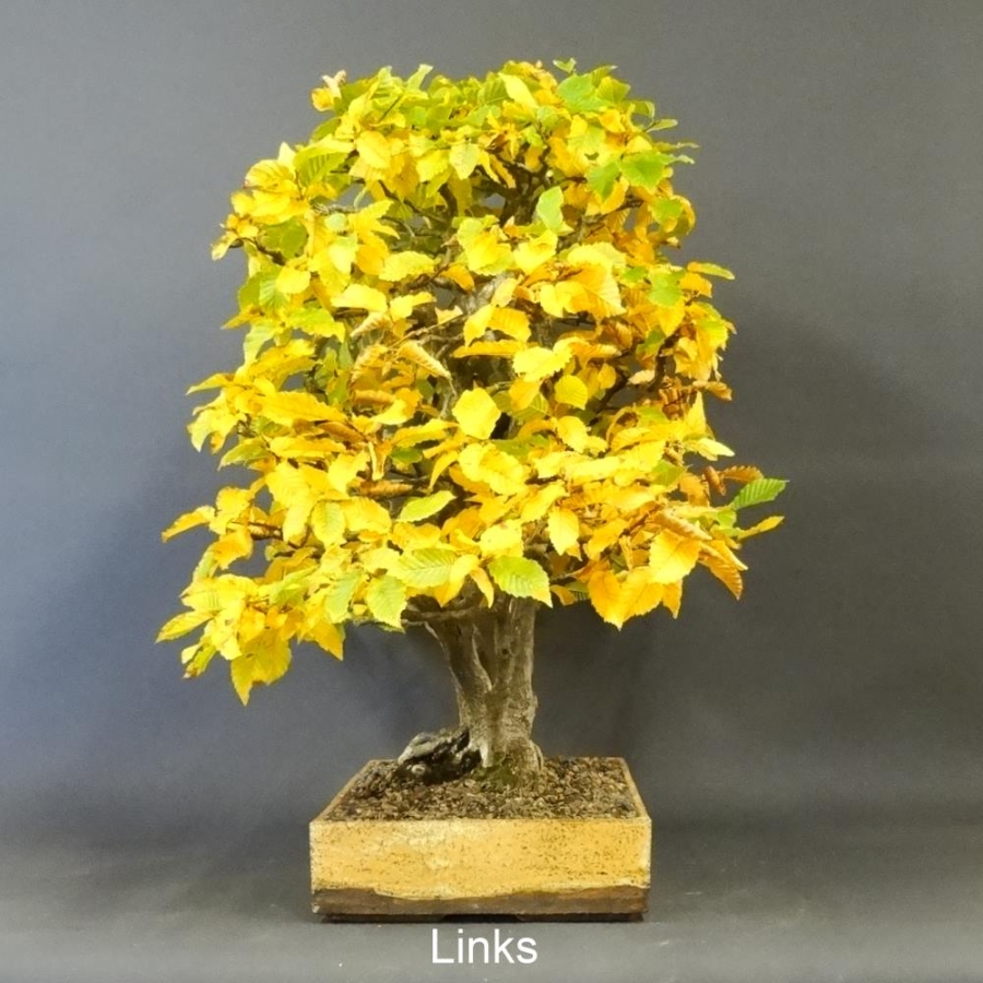 Bonsai, Hainbuche