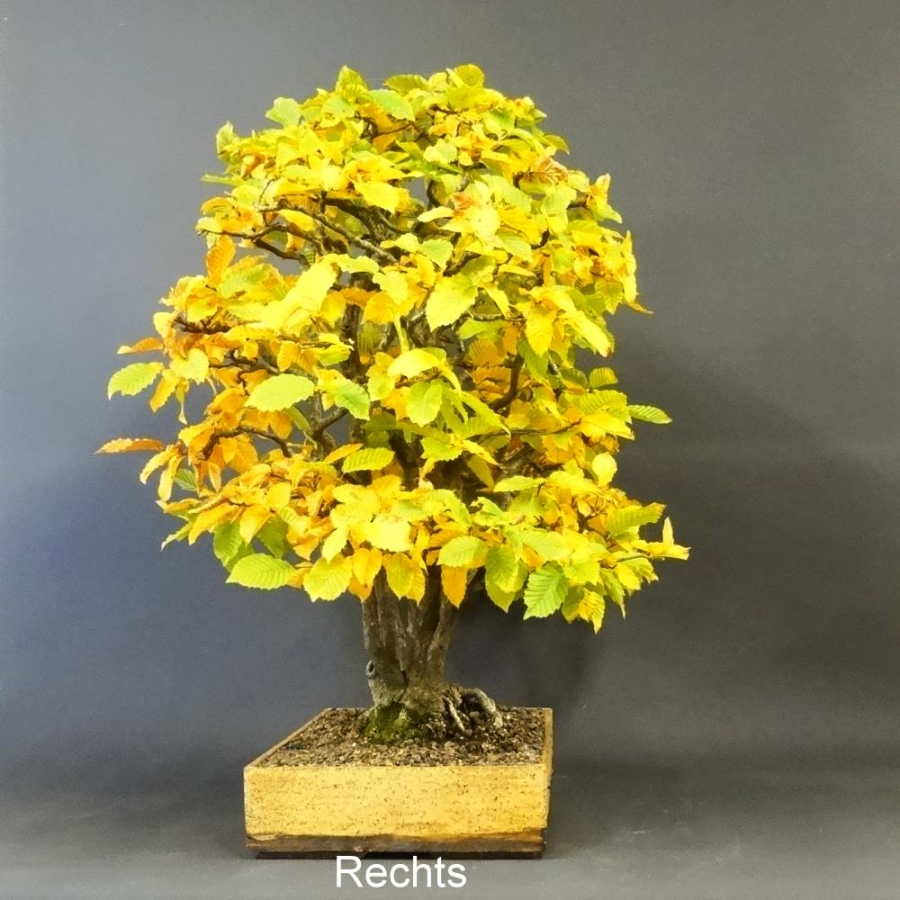 Bonsai, Hainbuche