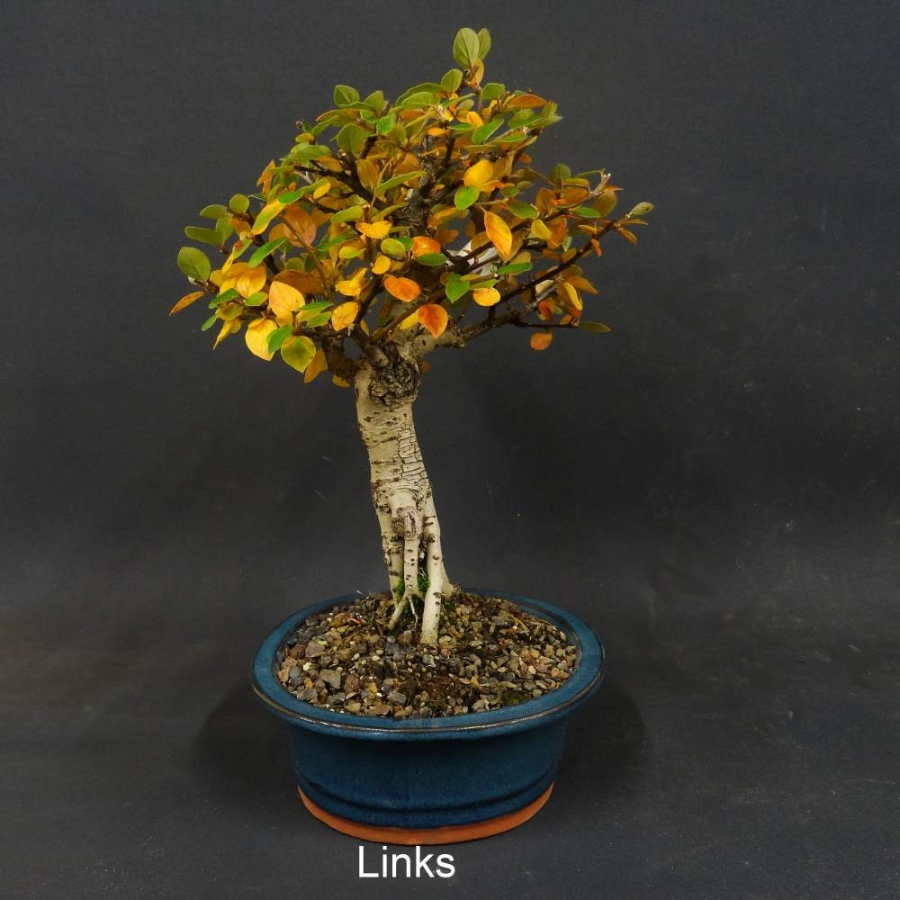 Cotoneaster, divaricatus, Zwergmispel