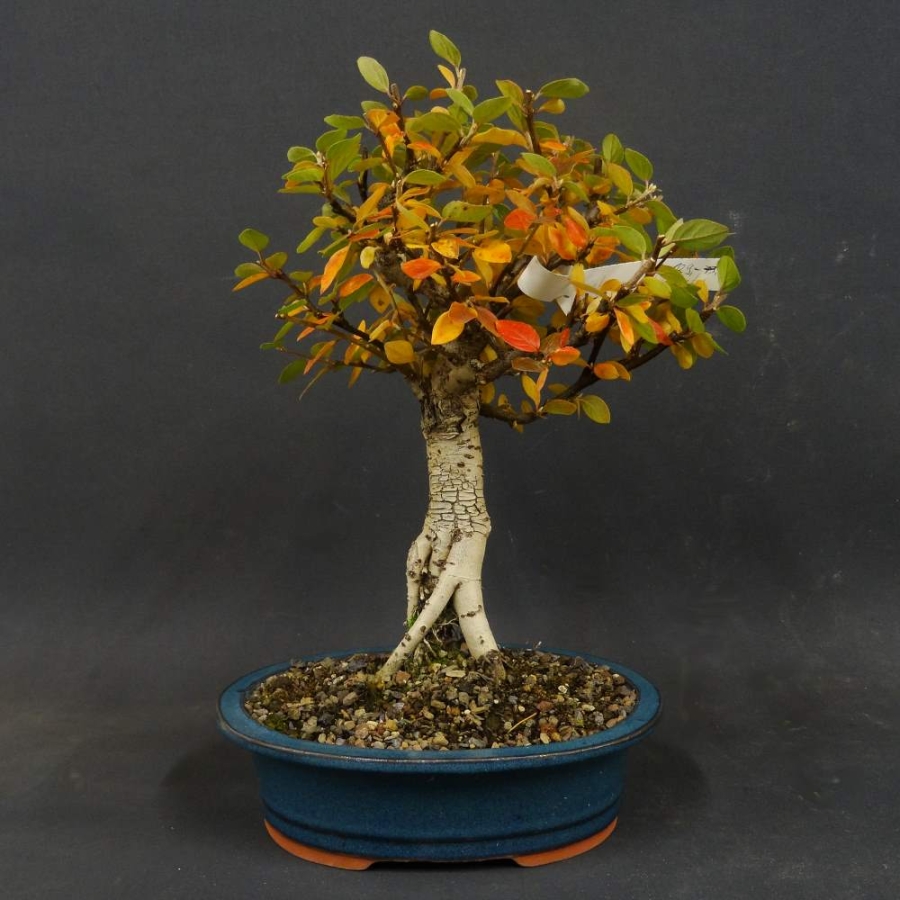 Cotoneaster, divaricatus, Zwergmispel