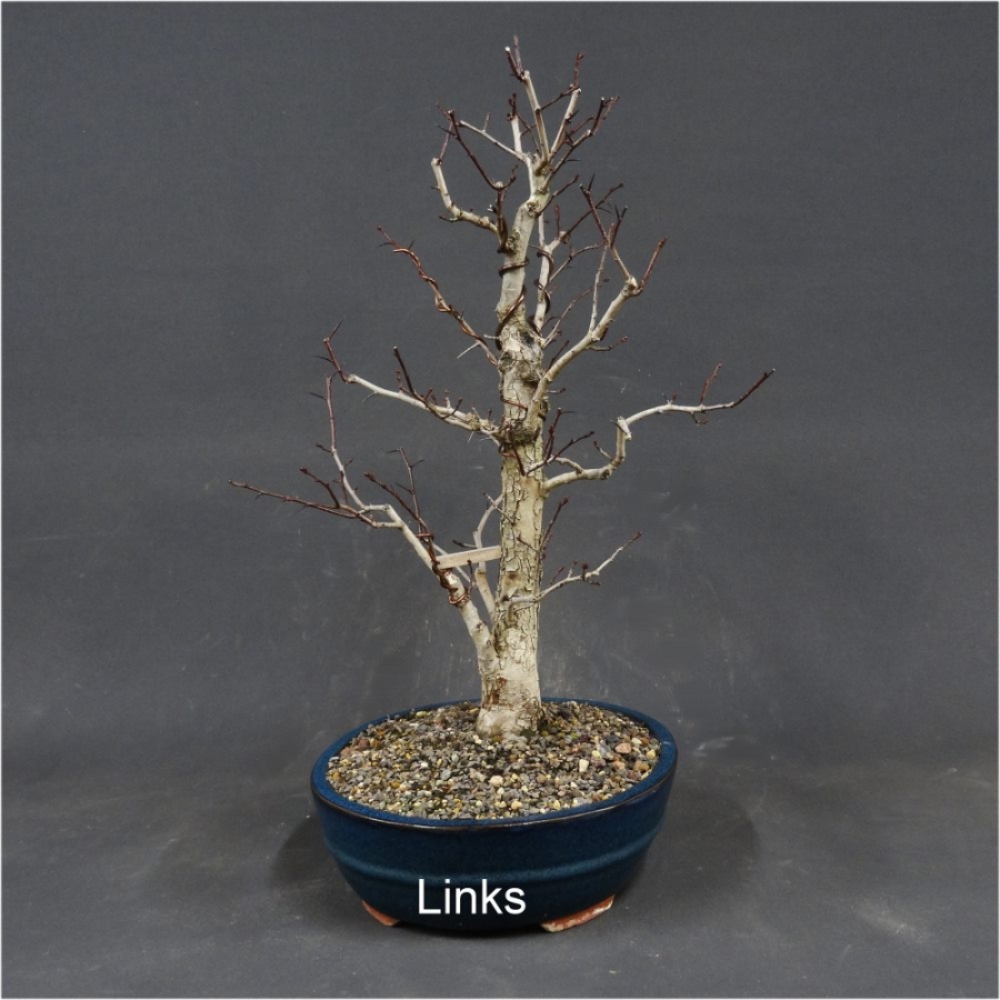 Bonsai, Crataegus laevigata, Weissdorn