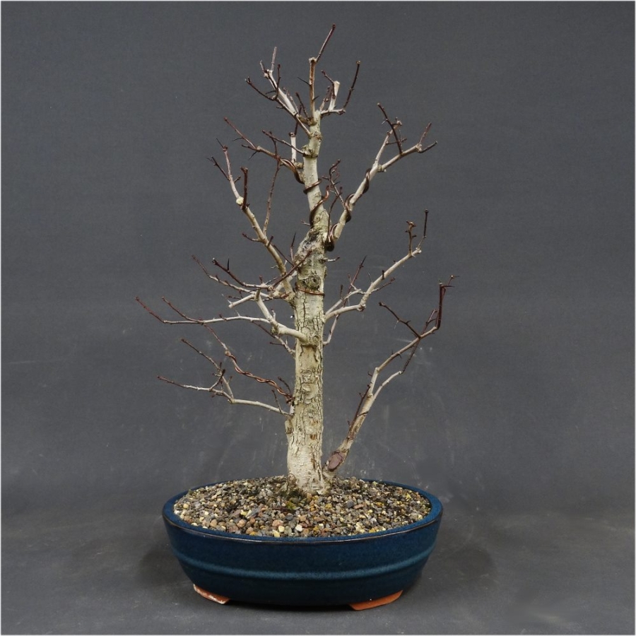 Bonsai, Crataegus laevigata, Weissdorn