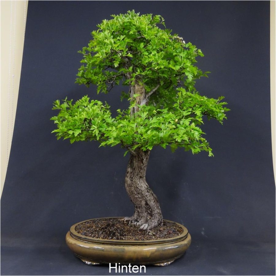 Bonsai, Crataegus laevigata, Weissdorn