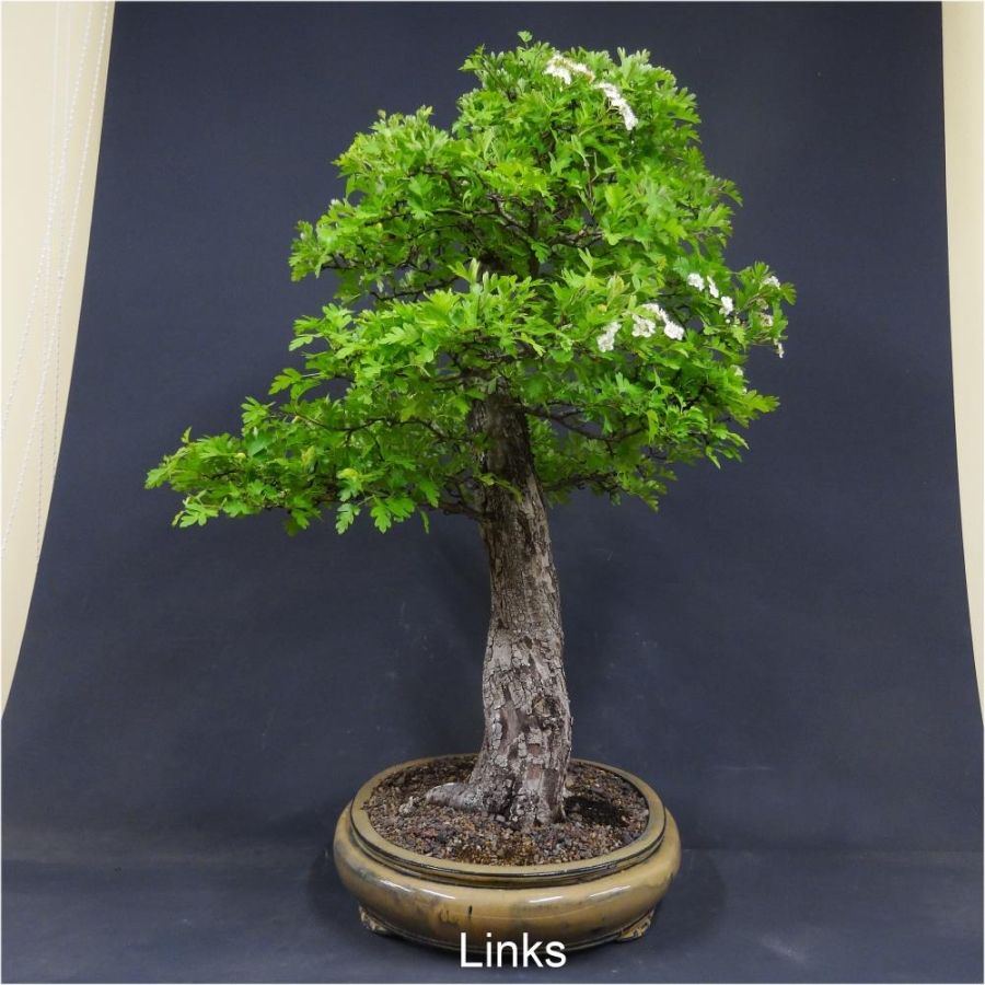 Bonsai, Crataegus laevigata, Weissdorn