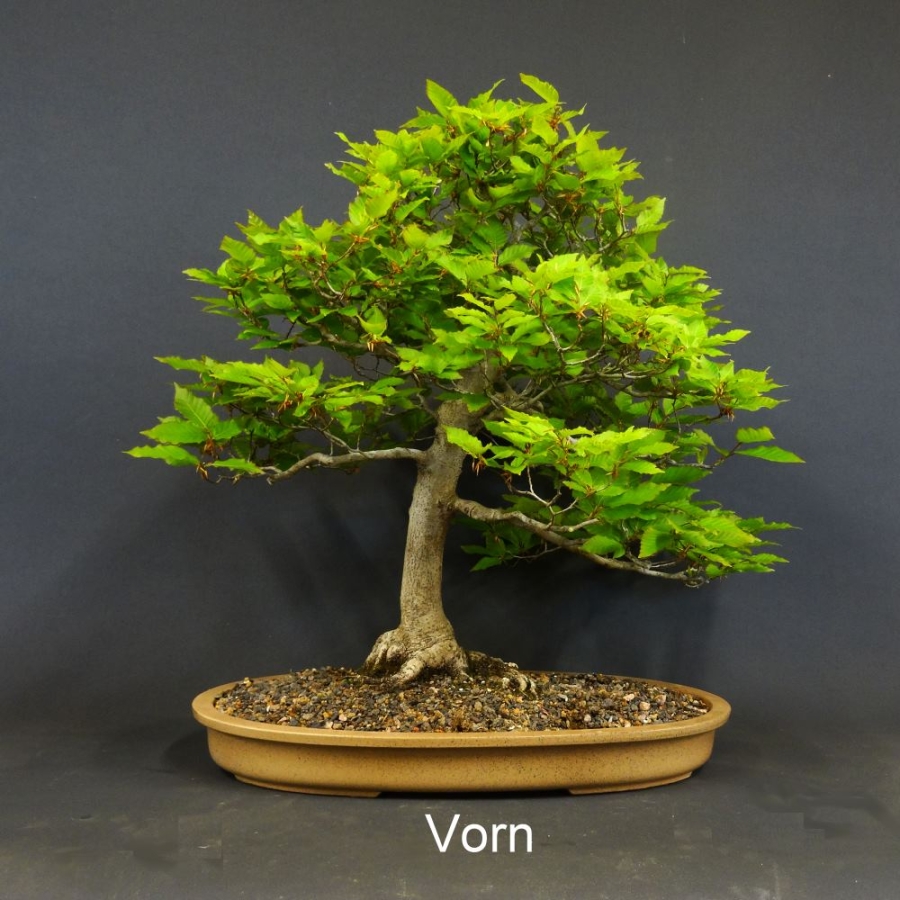 Fagus crenata, Kerbbuche, Bonsai