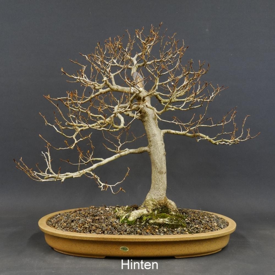 Fagus crenata, Kerbbuche, Bonsai