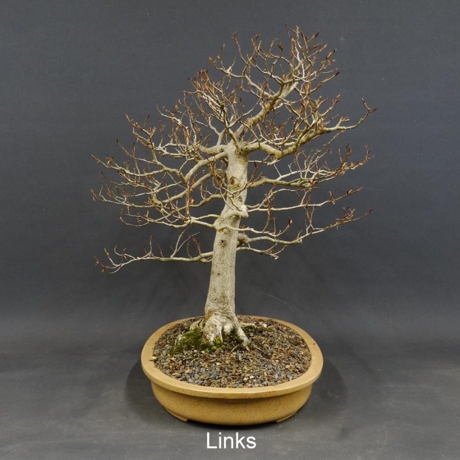 Fagus crenata, Kerbbuche, Bonsai