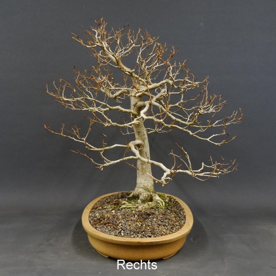 Fagus crenata, Kerbbuche, Bonsai