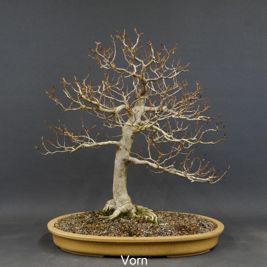 Fagus crenata, Kerbbuche, Bonsai