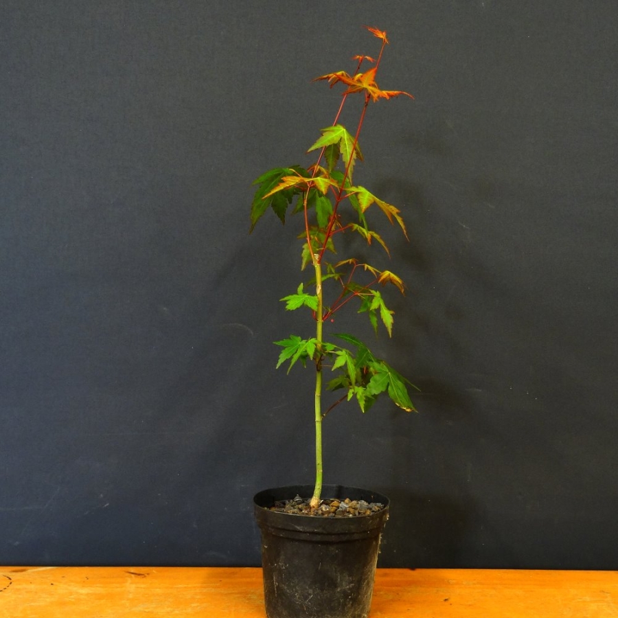 Acer buergerianum, Dreispitzahorn