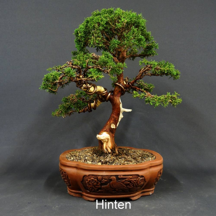 Chinesischer Wacholder Bonsai