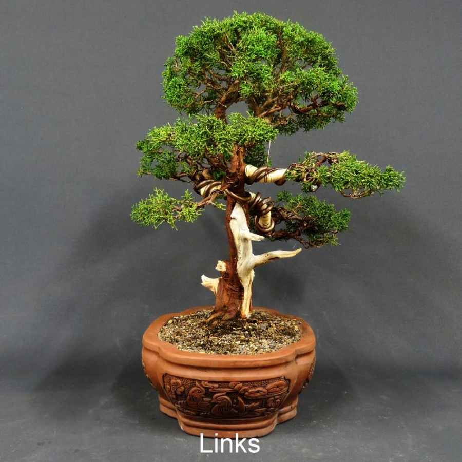 Chinesischer Wacholder Bonsai