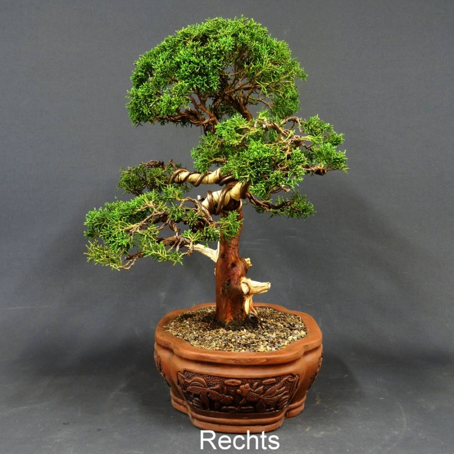 Chinesischer Wacholder Bonsai