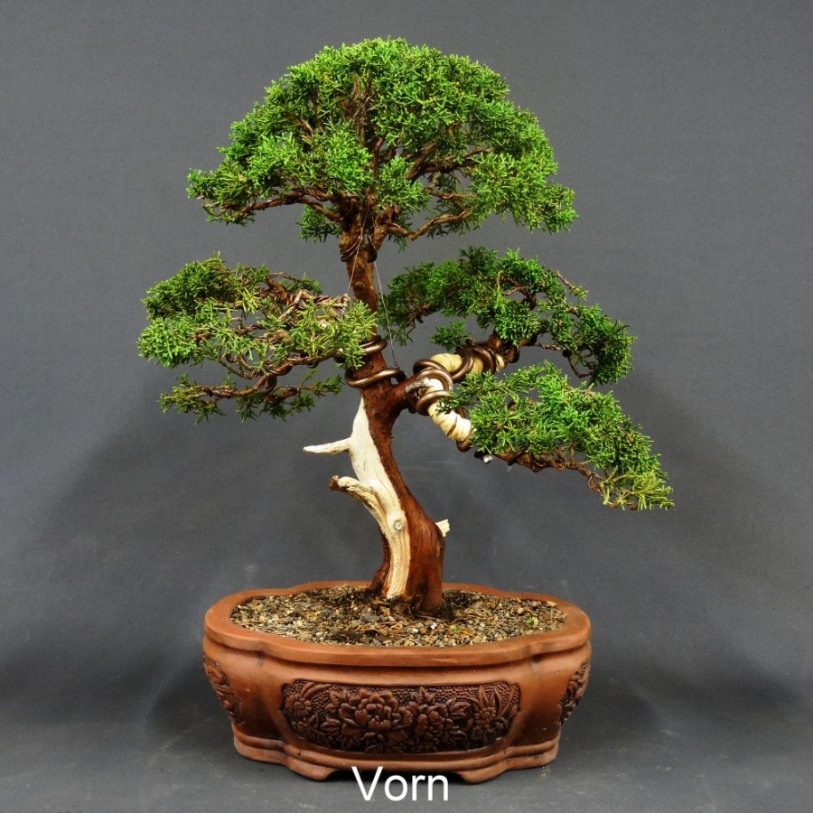 Chinesischer Wacholder Bonsai