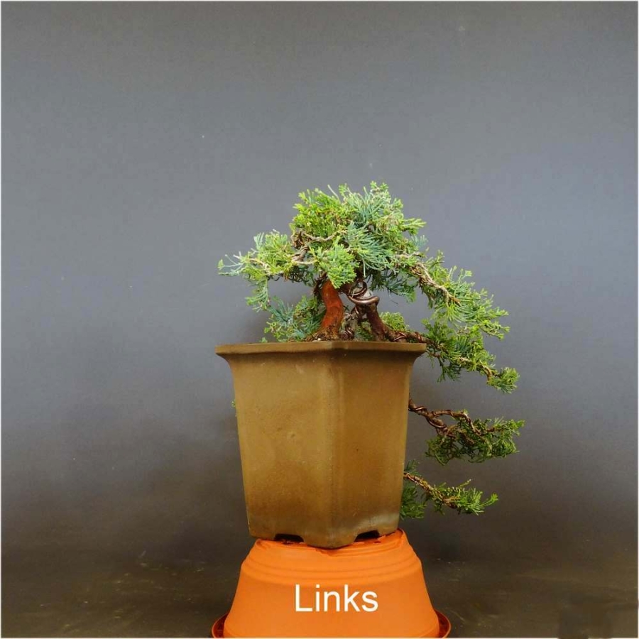 Chinesischer Wacholder Bonsai