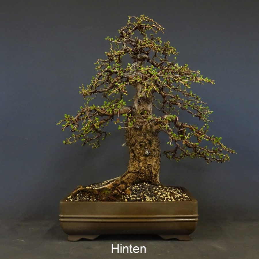 Bonsai, Lärche, Larix