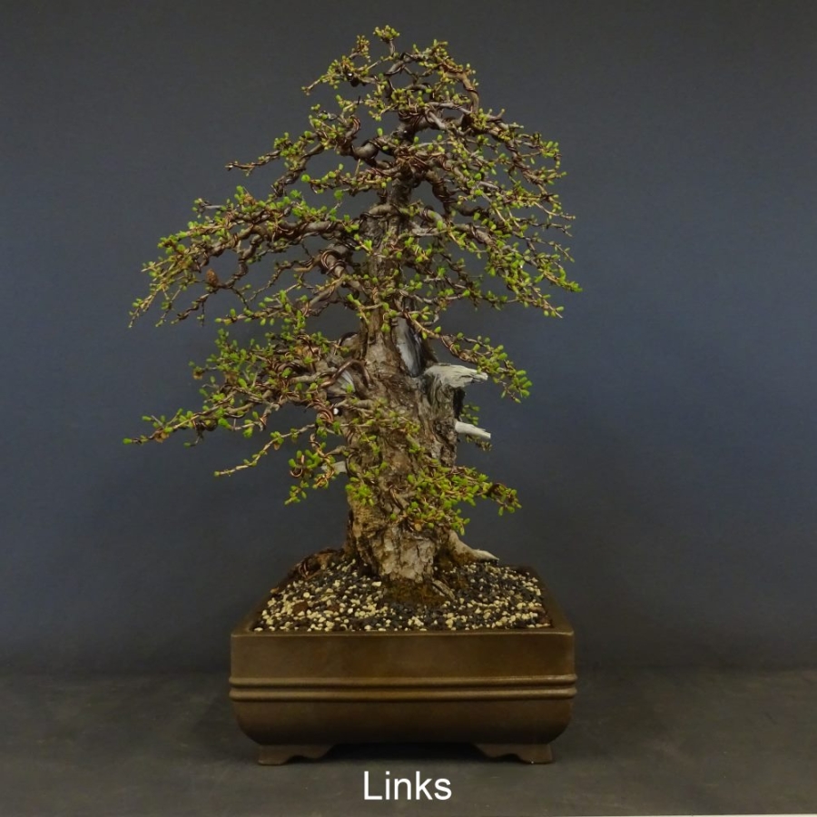 Bonsai, Lärche, Larix