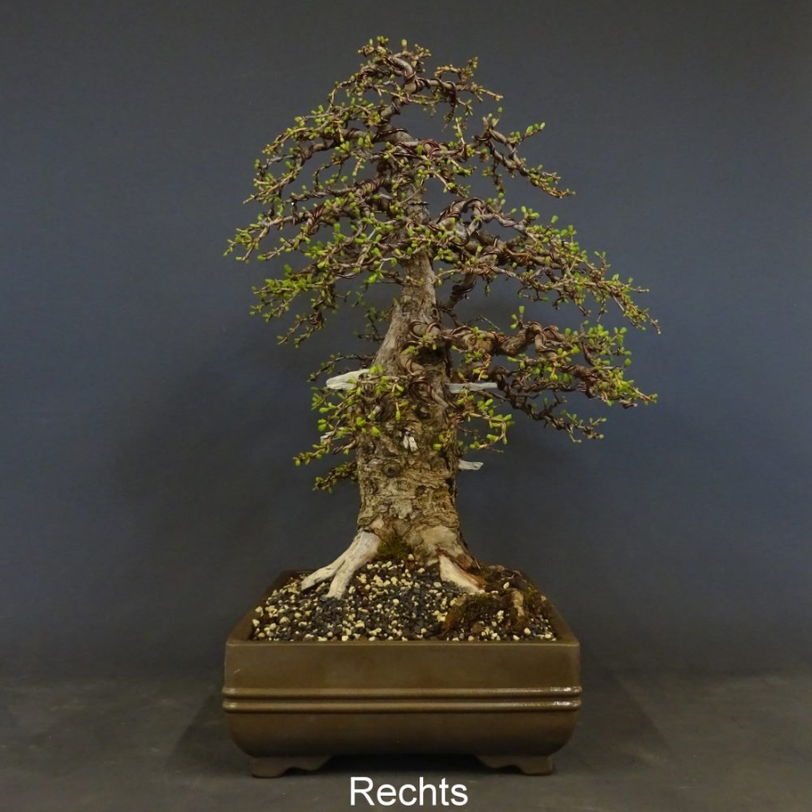 Bonsai, Lärche, Larix