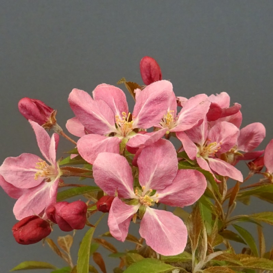Malus Liset Blüte