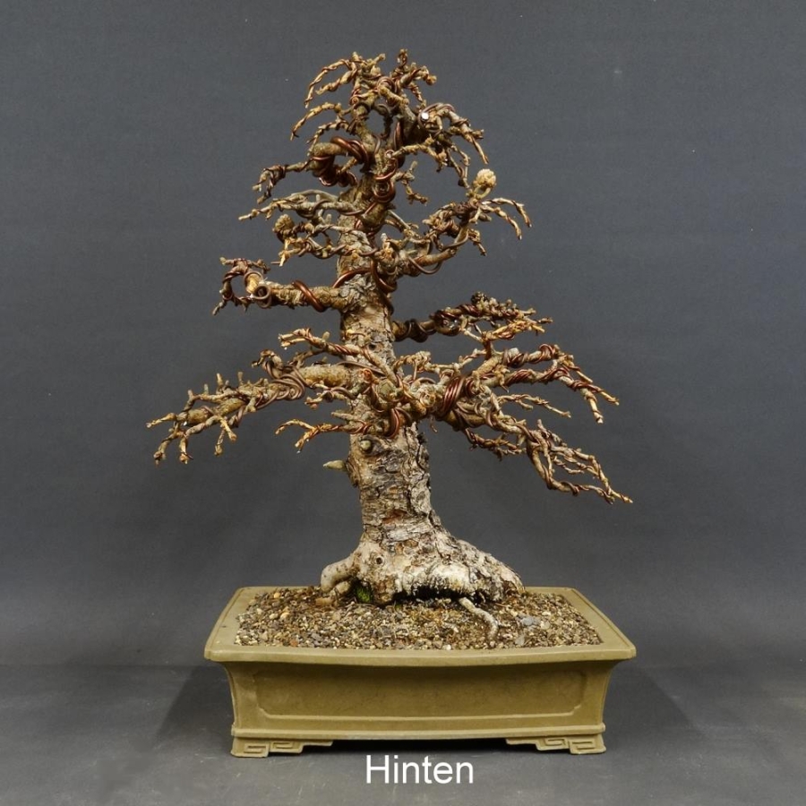 Larix, Lärche, Bonsai