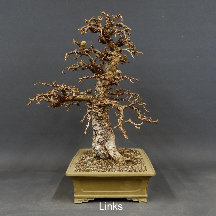 Larix, Lärche, Bonsai