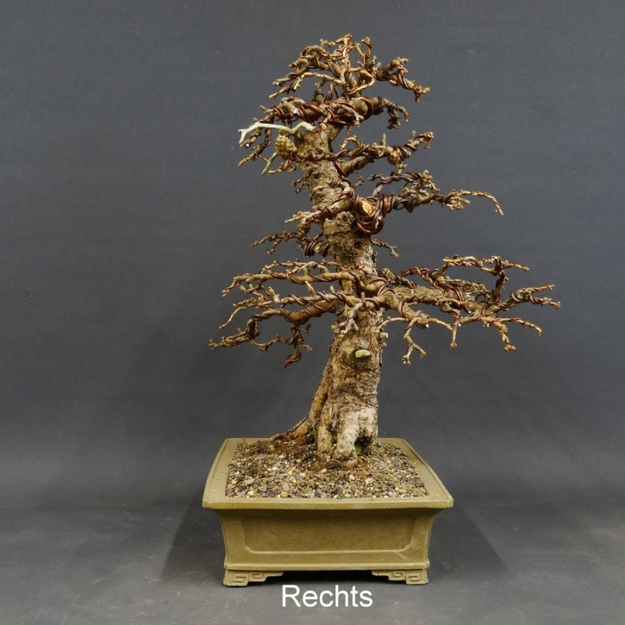 Larix, Lärche, Bonsai