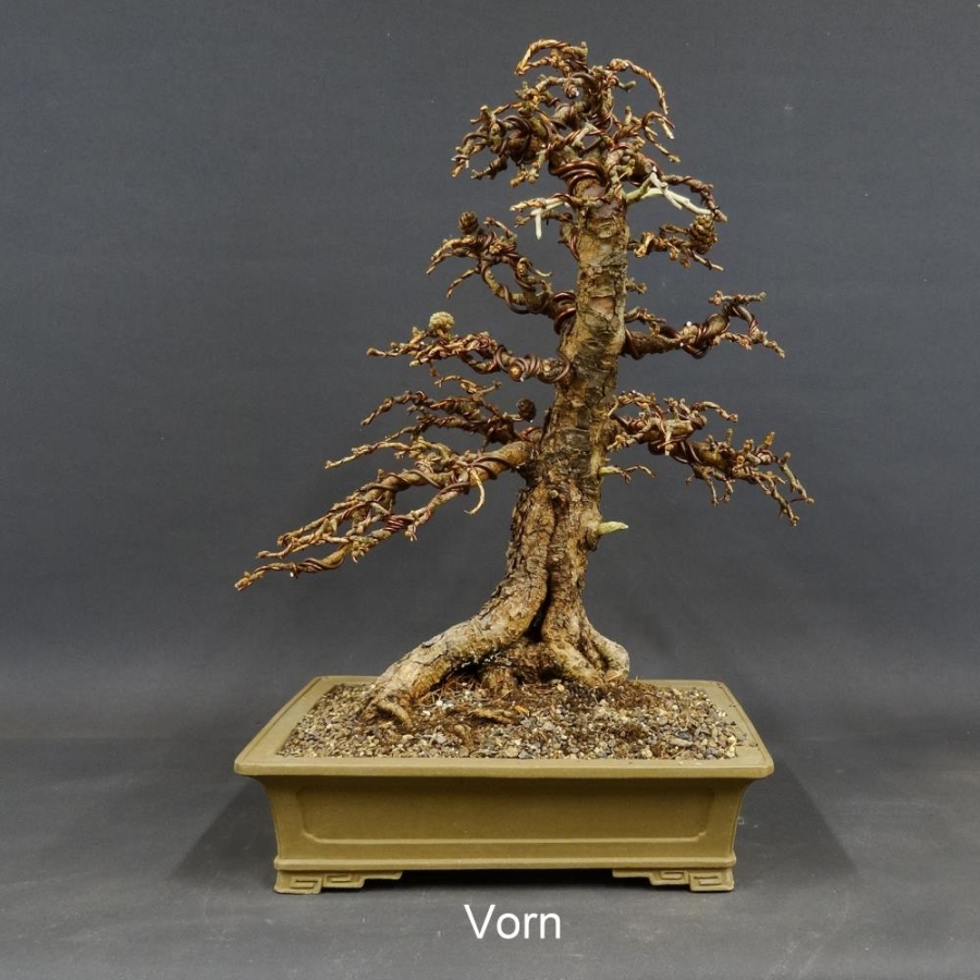 Larix, Lärche, Bonsai