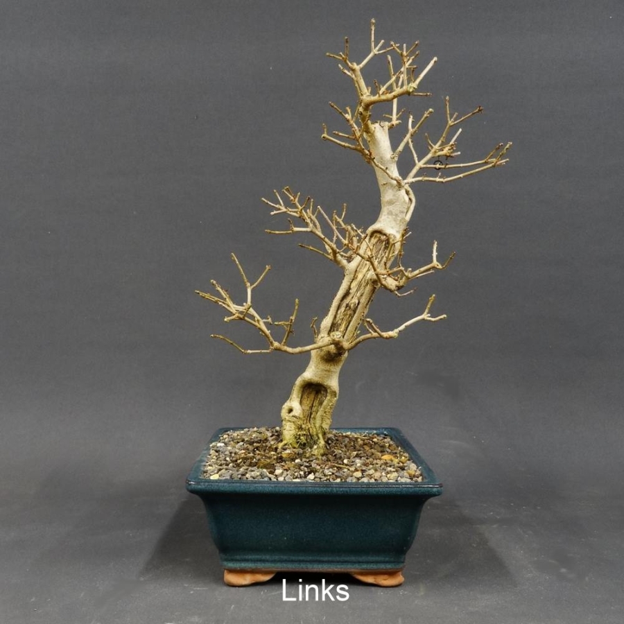 Liguster, Ligustrum vulgare