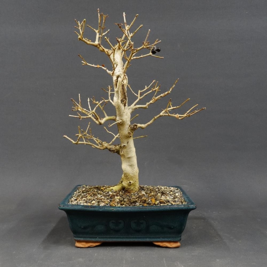 Liguster, Ligustrum vulgare