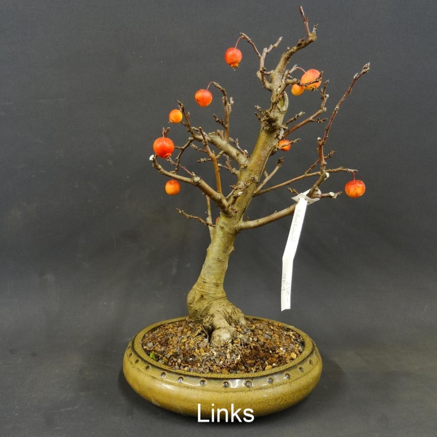 Bonsai, Malus, Evereste, Blüte, Zierapfel