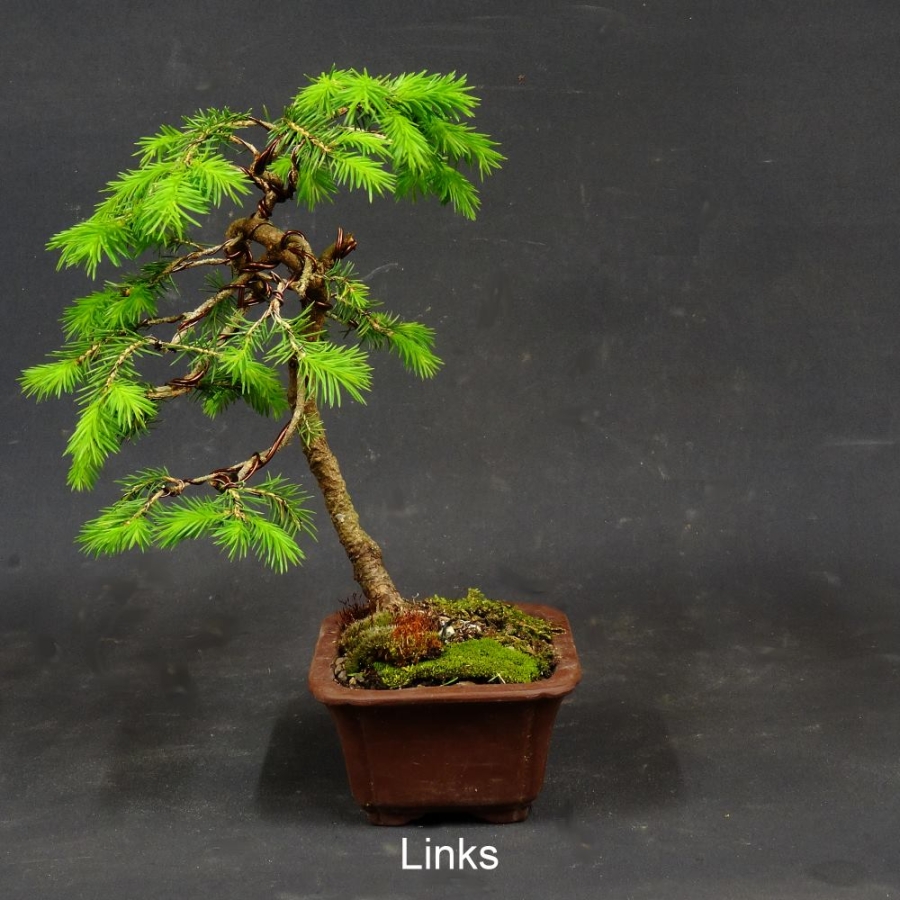 Zwergfichte, Picea