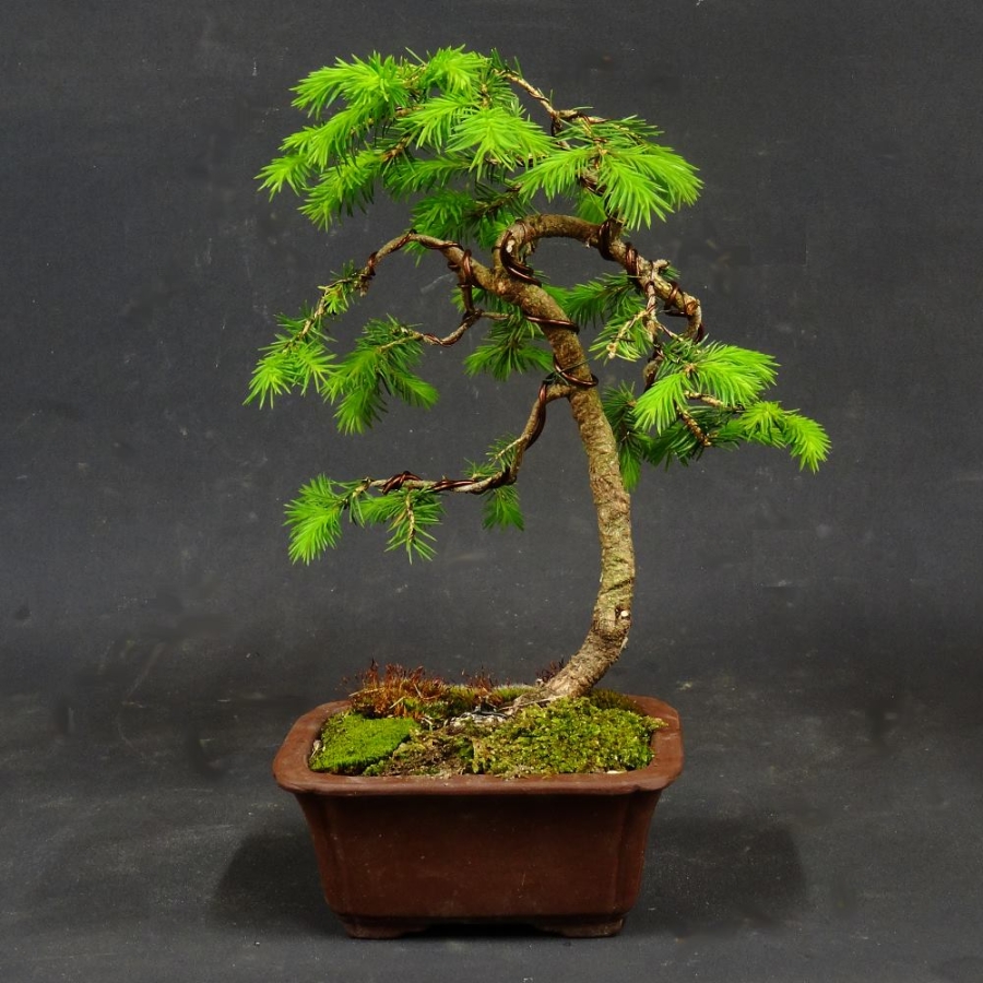 Zwergfichte, Picea