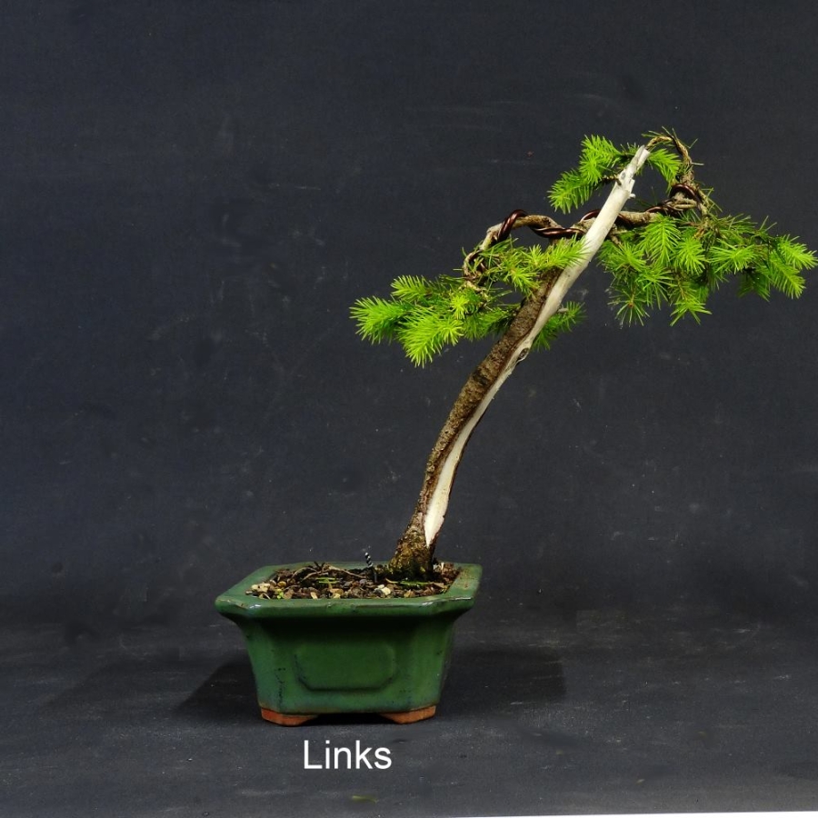 Zwergfichte, Picea
