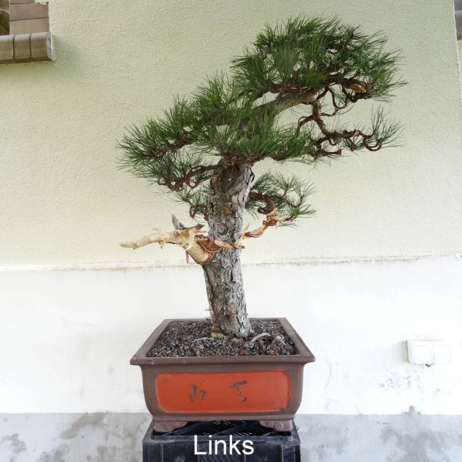 Bonsai, Pinus nigra