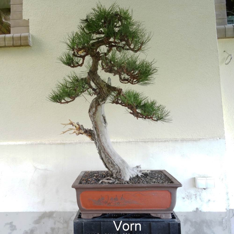 Bonsai, Pinus nigra