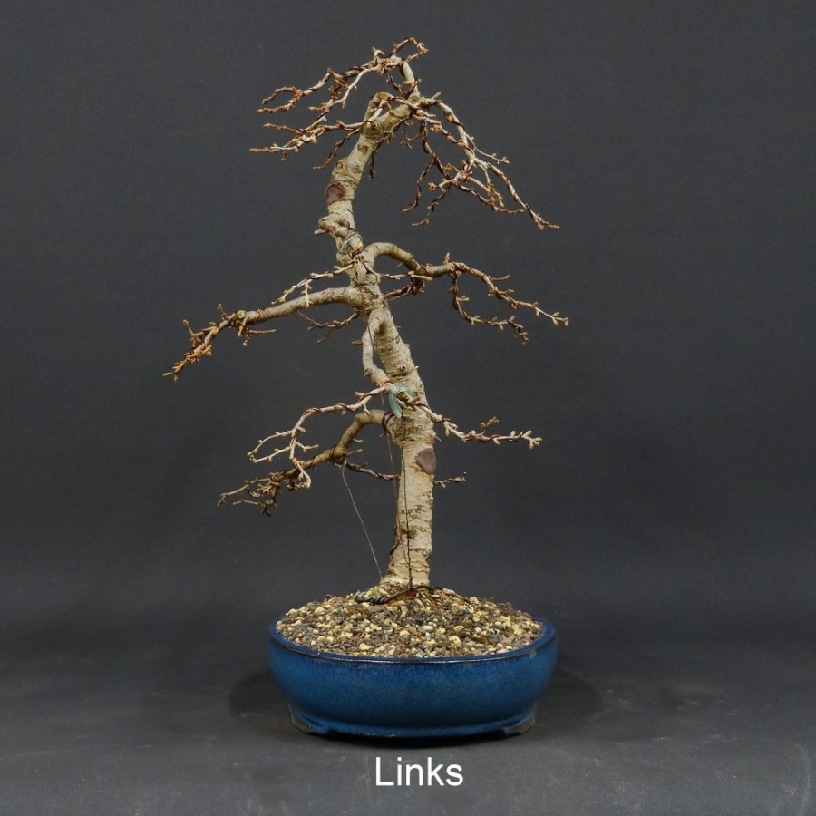 Goldlärche, Bonsai